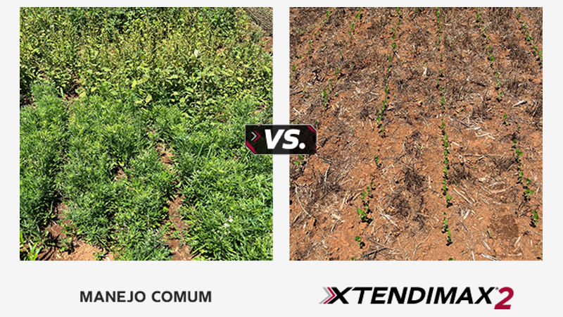 Controle eficaz em diversas plantas daninhas de folhas largas, incluindo aquelas que são difíceis de manejar, é com Xtendimax®2.