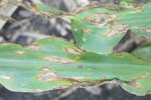 anthracnose leaf blight produces oblong, water-soaked lesions up to 6 inches long, with tan centers and brown borders