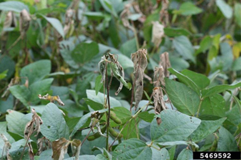 Leaf infections of anthracnose cause leaf rolling and premature defoliation.