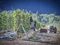 Worker's harvesting apples from the rows of trees on ladders, with a tractor in the background-1