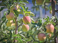 A close-up of apples growing on a tree