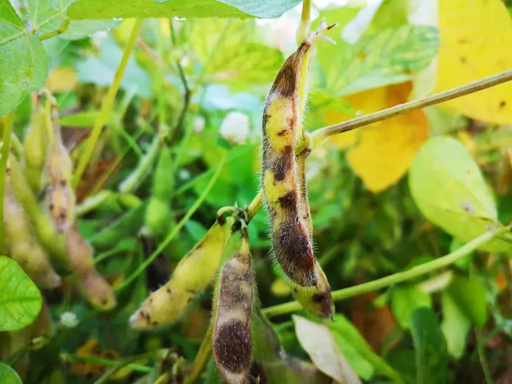A aplicação de fungicidas deve estar adequada ao estágio e à sanidade das plantas