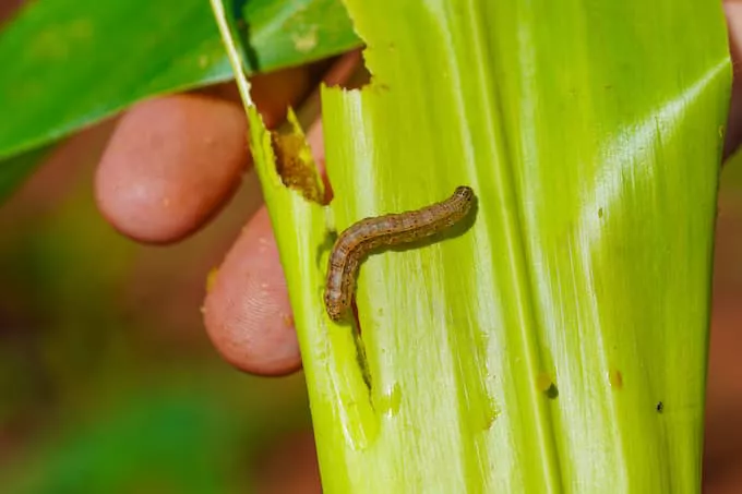 Lagarta Spodoptera frugiperda devora a planta de milho: com o apoio de diferentes aplicativos, é possível apontar focos de infestação e tomar medidas de controle