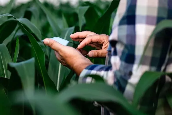 Agricultor usa o celular para monitorar o milharal: o software identifica áreas de baixo desenvolvimento vegetativo, o que pode ser indicativo da presença de pragas nos talhões