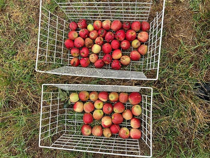 Damage on untreated apples vs. clean fruit with Vayego