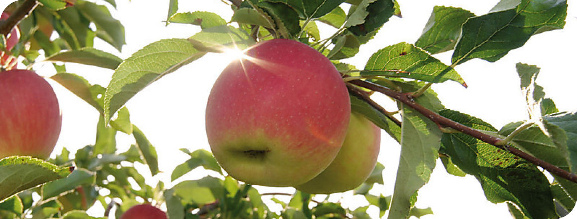 Apples