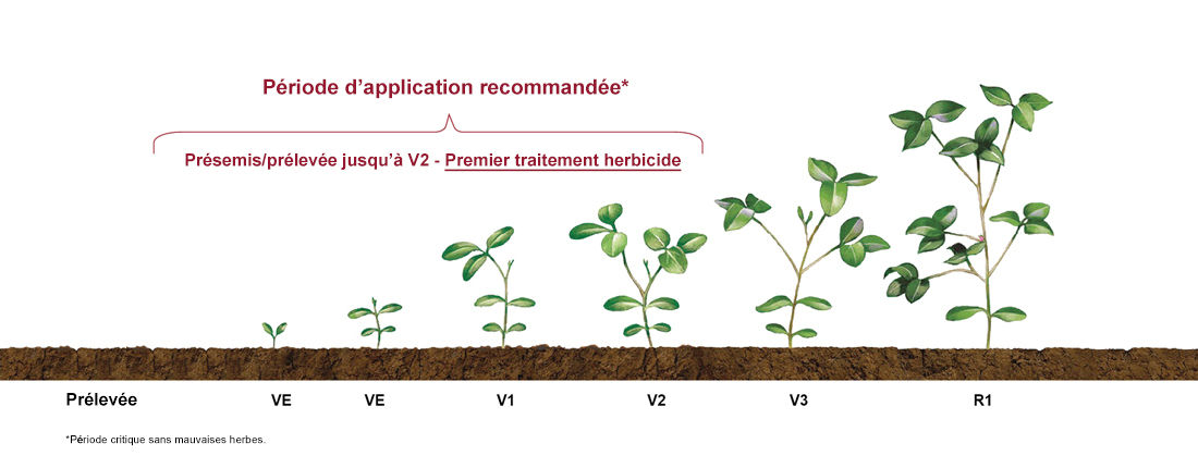 Graphique montrant la période d'application recommandée sur les plants de soya en fonction de leur stade de croissance.    