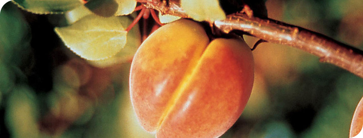 Stone fruit
