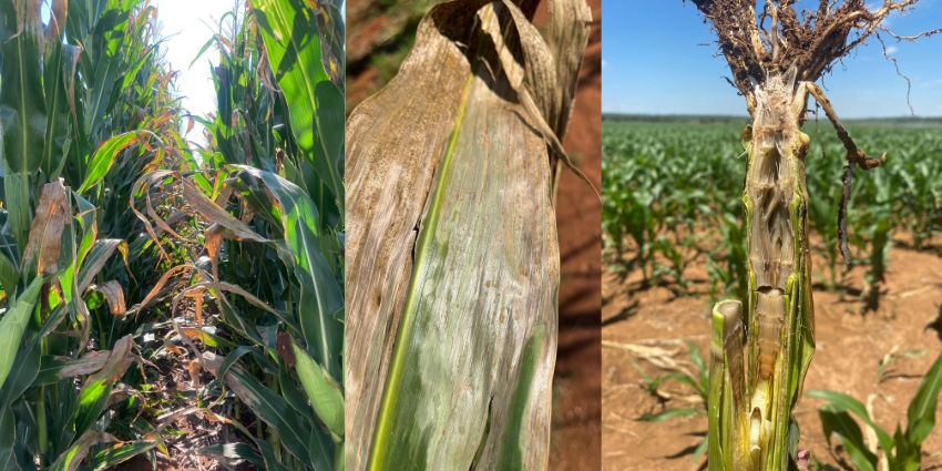 Goss's wilt
