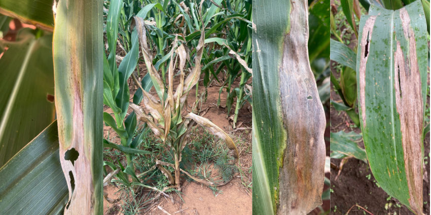 Goss's Wilt
