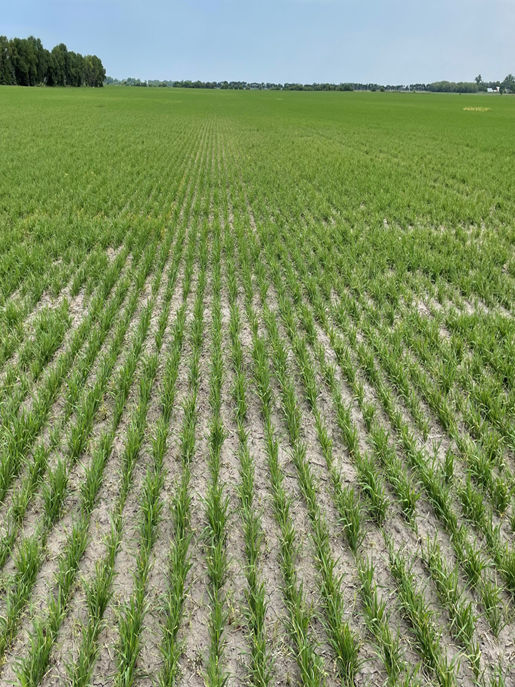 Overhead shot showing a treated wheat crop field in the spring, displaying much more growth in comparison to the image of the untreated crop