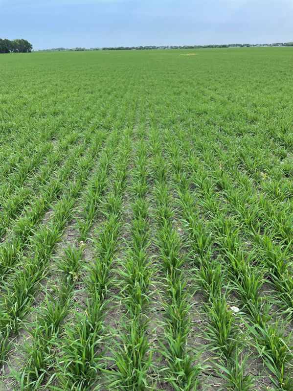 Overhead shot showing an untreated wheat crop field in the spring