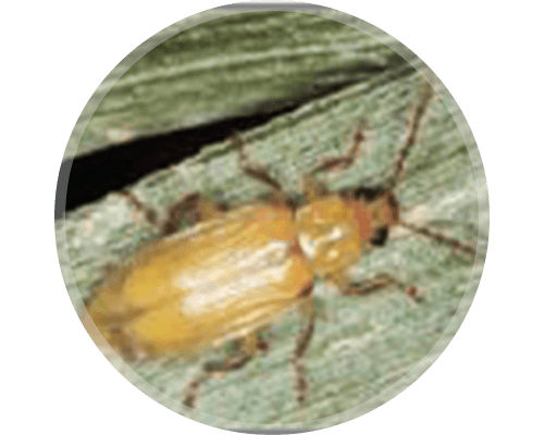 Northern Corn Rootworm (NCRW) Beetle or Adult