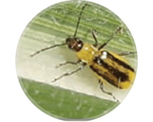 Western Corn Rootworm (WCRW) Beetle or Adult