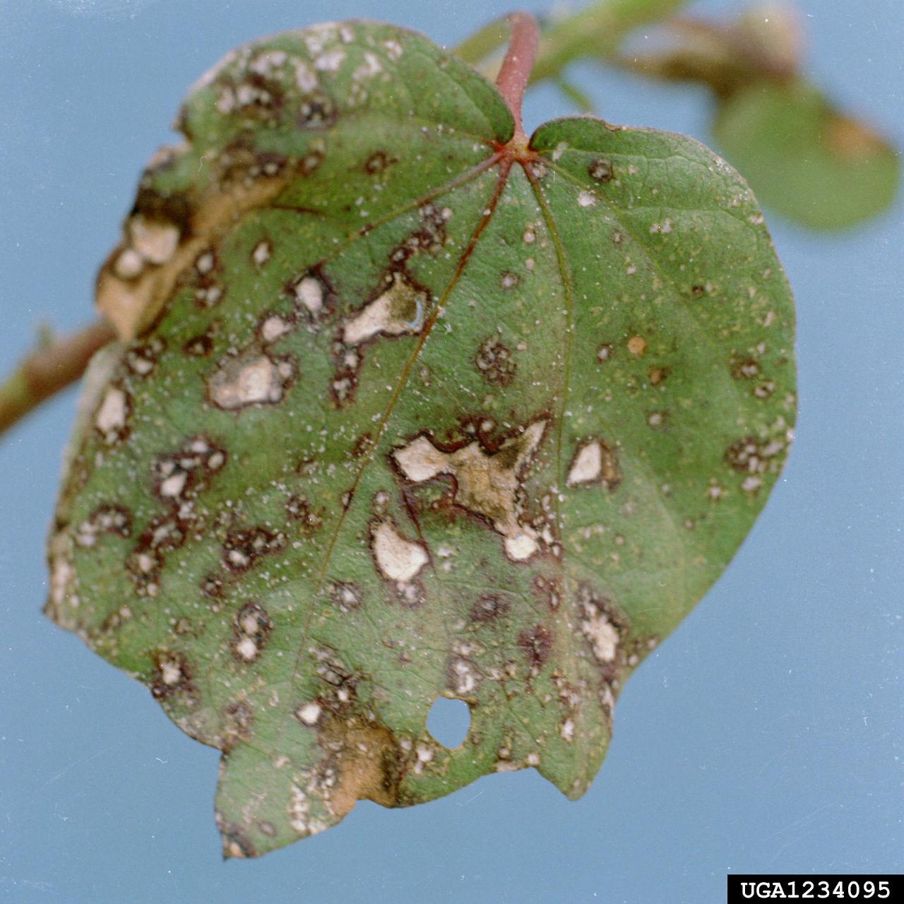 Ascochyta Blight disease on a cotton leaf