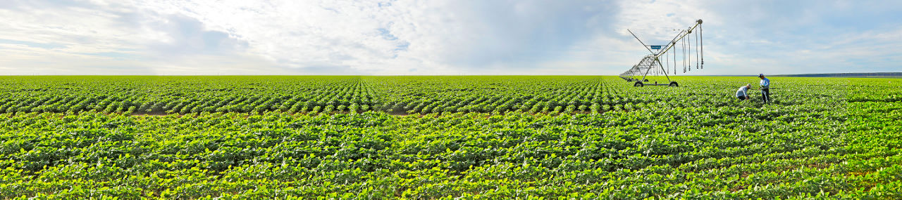 An opaque view of a field of greens and cloudy sky, overlayed by the Asgrow logo