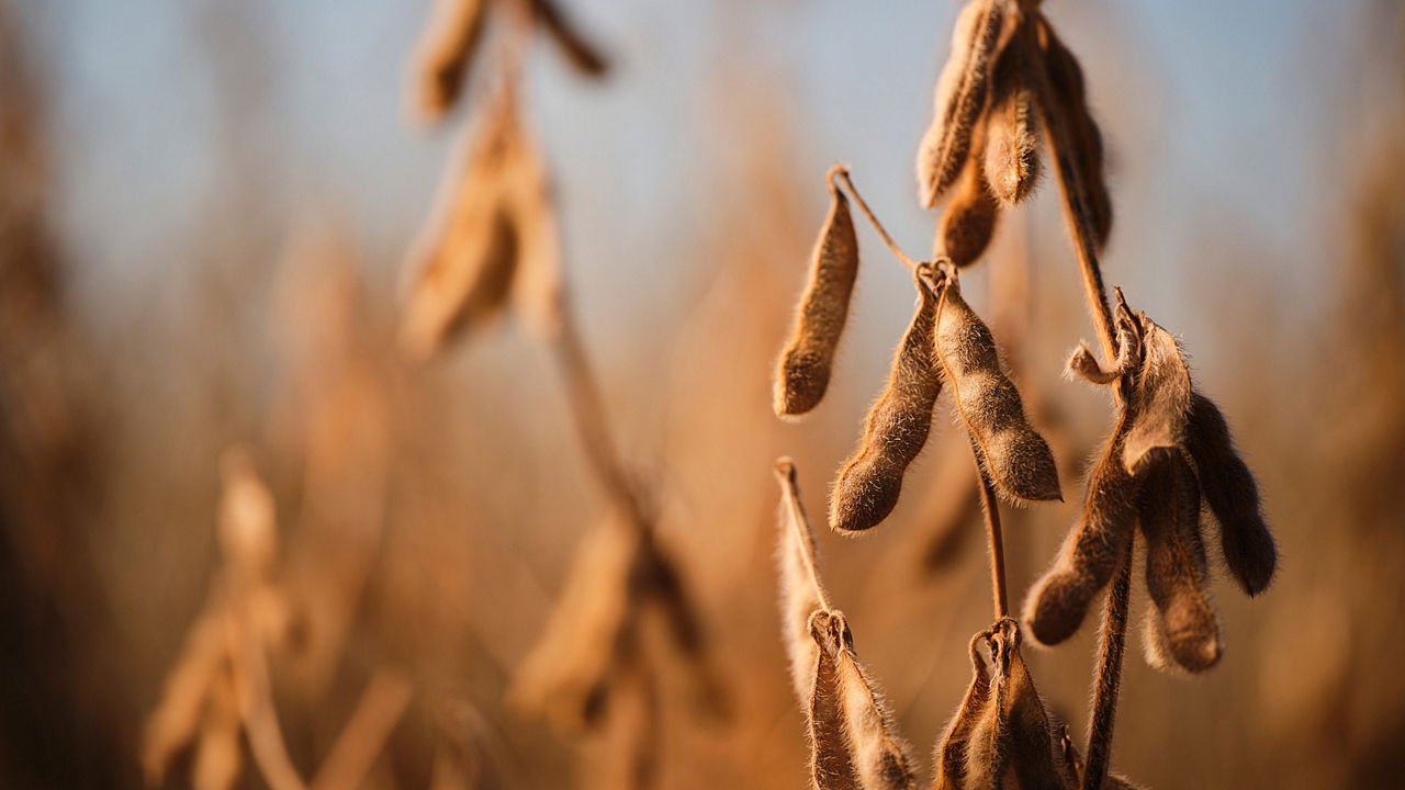 Close-up of ripe soybean pods in a field, ready for harvest under warm sunlight.