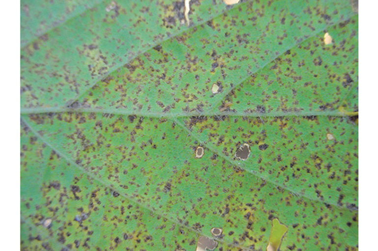 Asian soybean rust most commonly appears on the leaves, starting in the lower canopy.