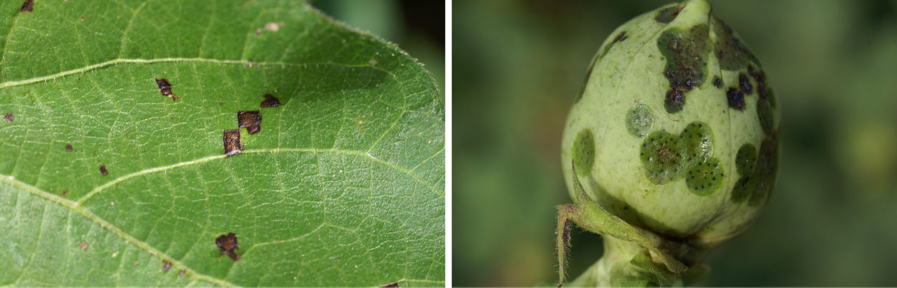Two images, the first with a magnified cotton plant leaf with bacterial blight lesions, with the edges defined by the veins on the leaf. The second shows water-soaked bacterial blight lesions on a cotton boll.