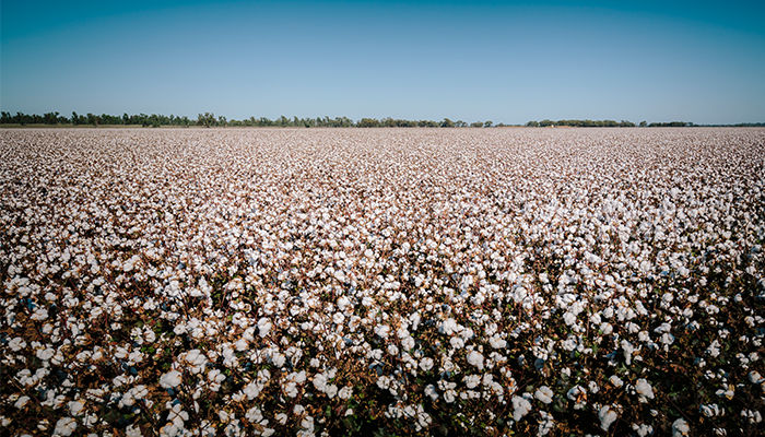 Como os reguladores de crescimento ampliam a eficiência da produção de algodão?