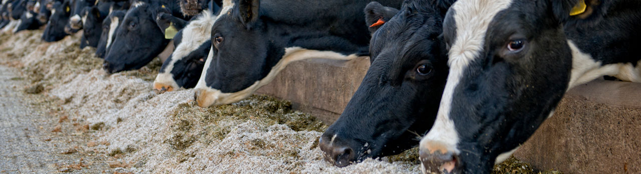 imagem de vacas se alimentando