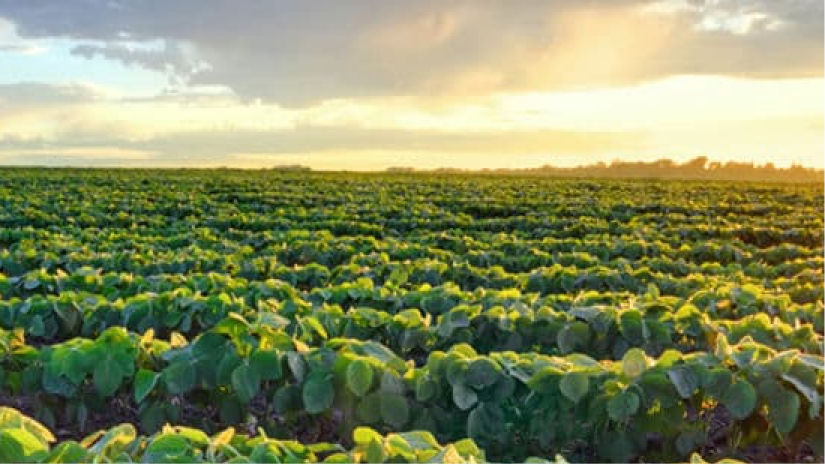 Dúvidas Frequentes - Agro Bayer