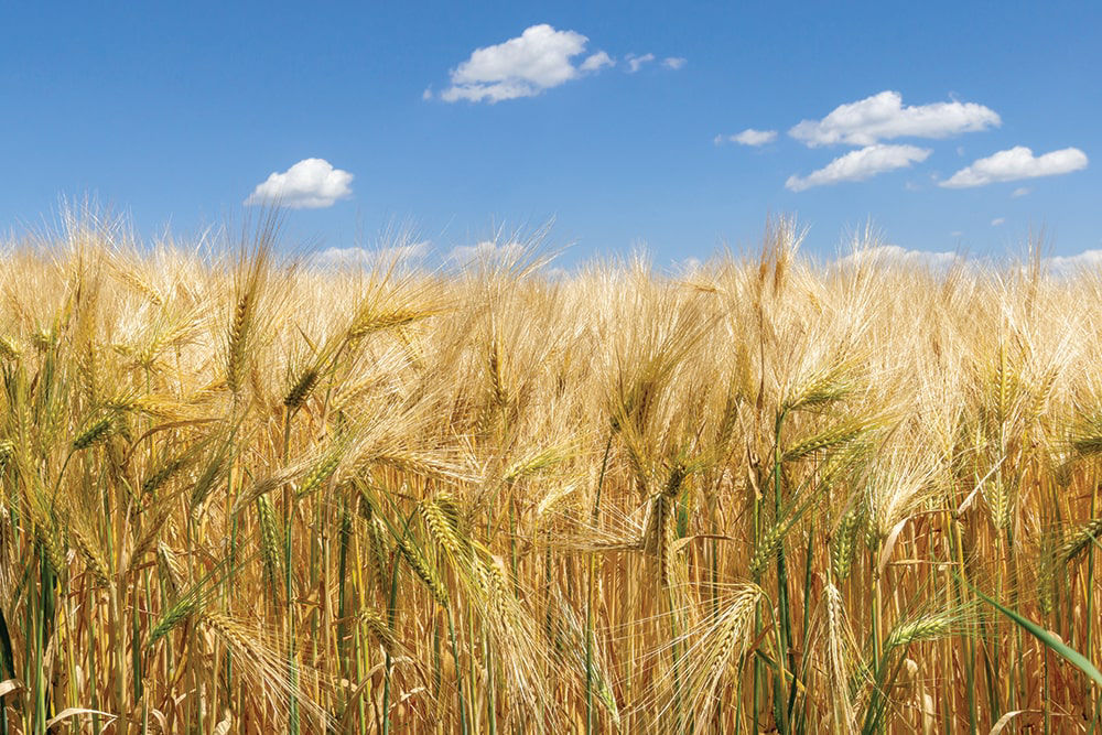 Golden barley field under a bright blue sky with scattered white clouds. 