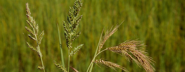 barnyard grass in spybean field