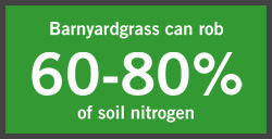 barnyardgrass can rob 60-80 percent of soil nitrogen