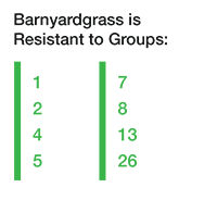 barnyardgrass is resistant to groups 1 2 4 5 7 8 13 26