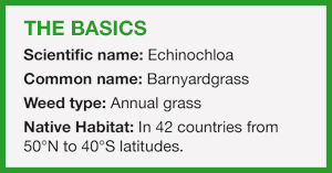 barnyardgrass scientific name echinochloa