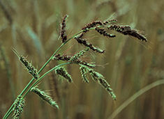 barnyardgrass close up on ground