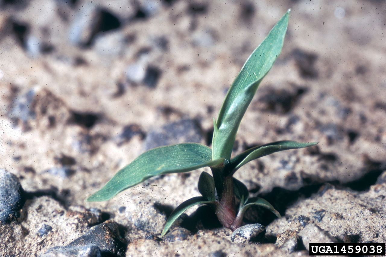 Magnified image of a Barnyardgrass seedling