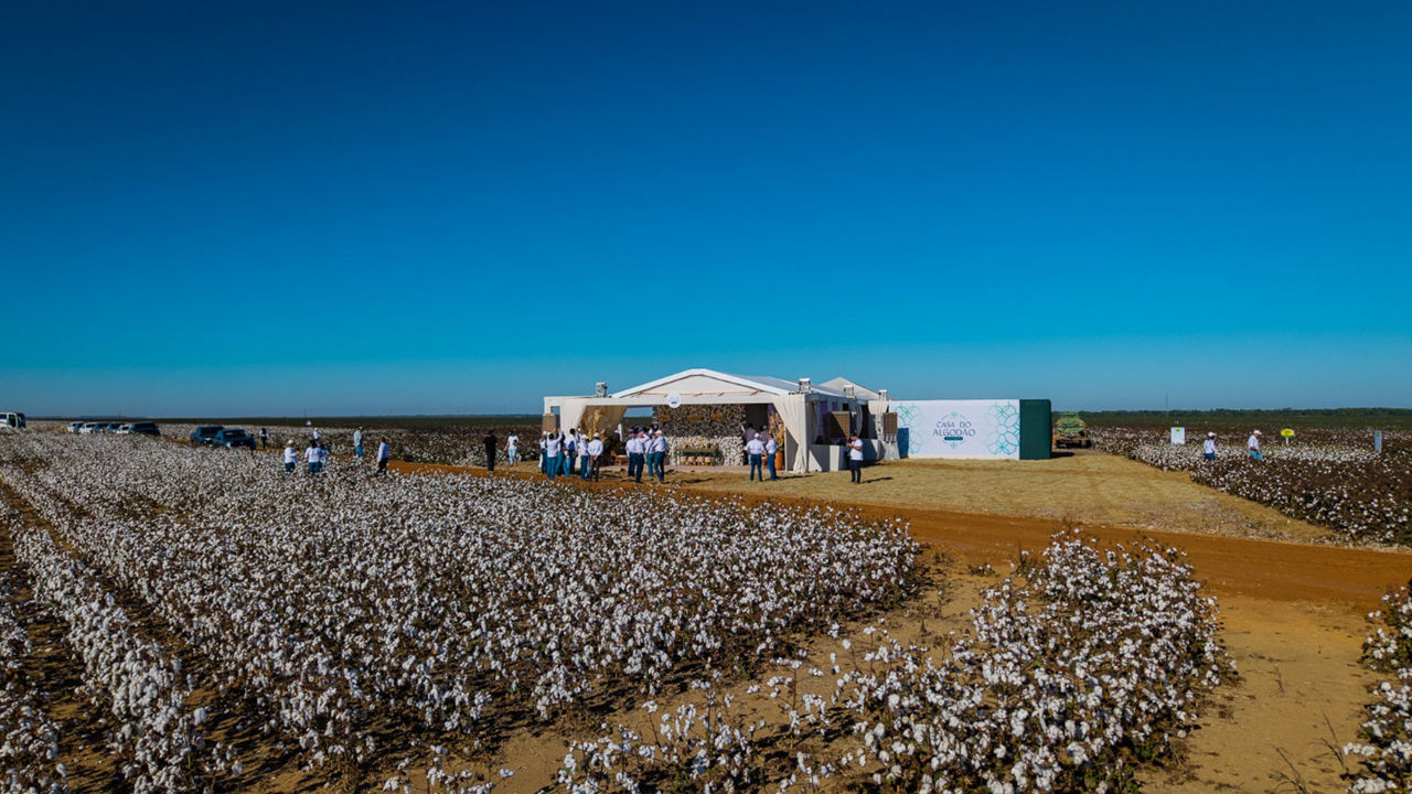 Fazenda de algodão