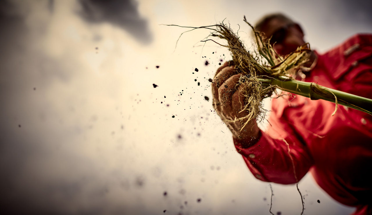 Cinematic image of a farmer inspecting the roots of a crop 
