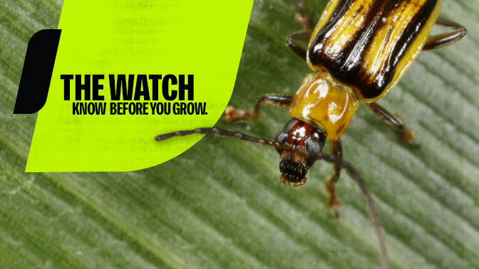 Close up view of a corn rootworm bug on a leaf