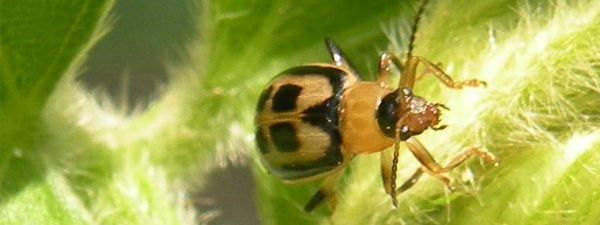 bean leaf beetle