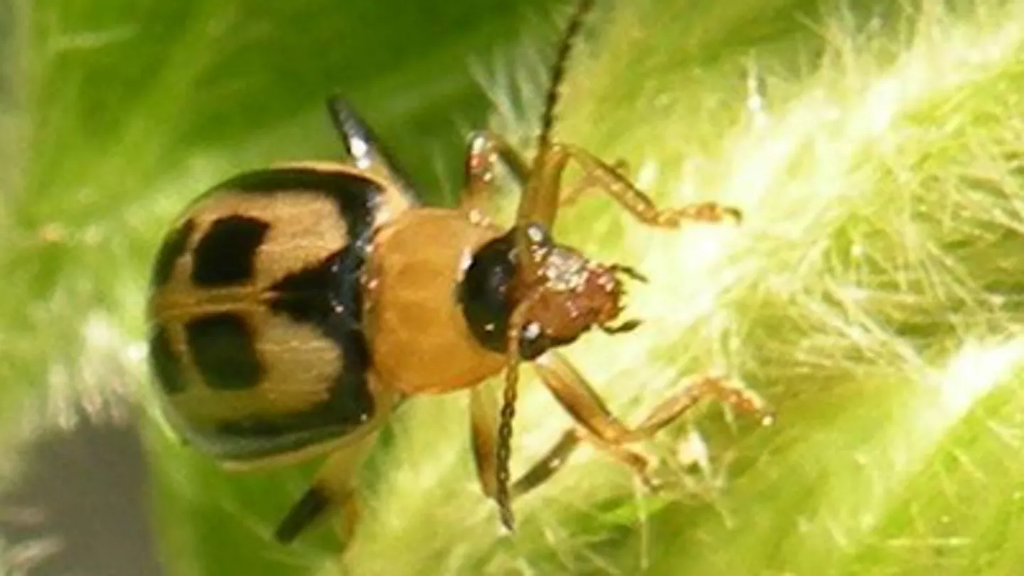 Be Proactive to Fight Bean Leaf Beetle