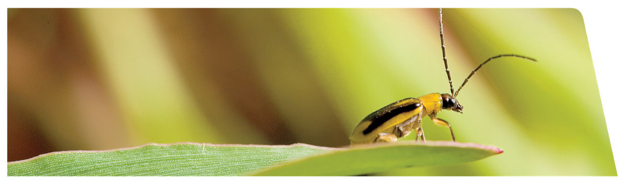 Close-up of an adult beetle perched on the edge of a green corn leaf, with a blurred background of foliage. 