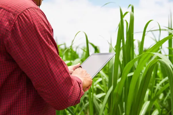 Ferramentas digitais orientam investimentos visando melhorar os resultados da lavoura