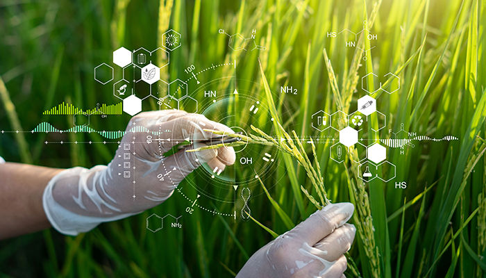 biotecnologia na agricultura