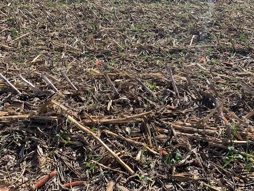 Cover crops Amongst Tillage