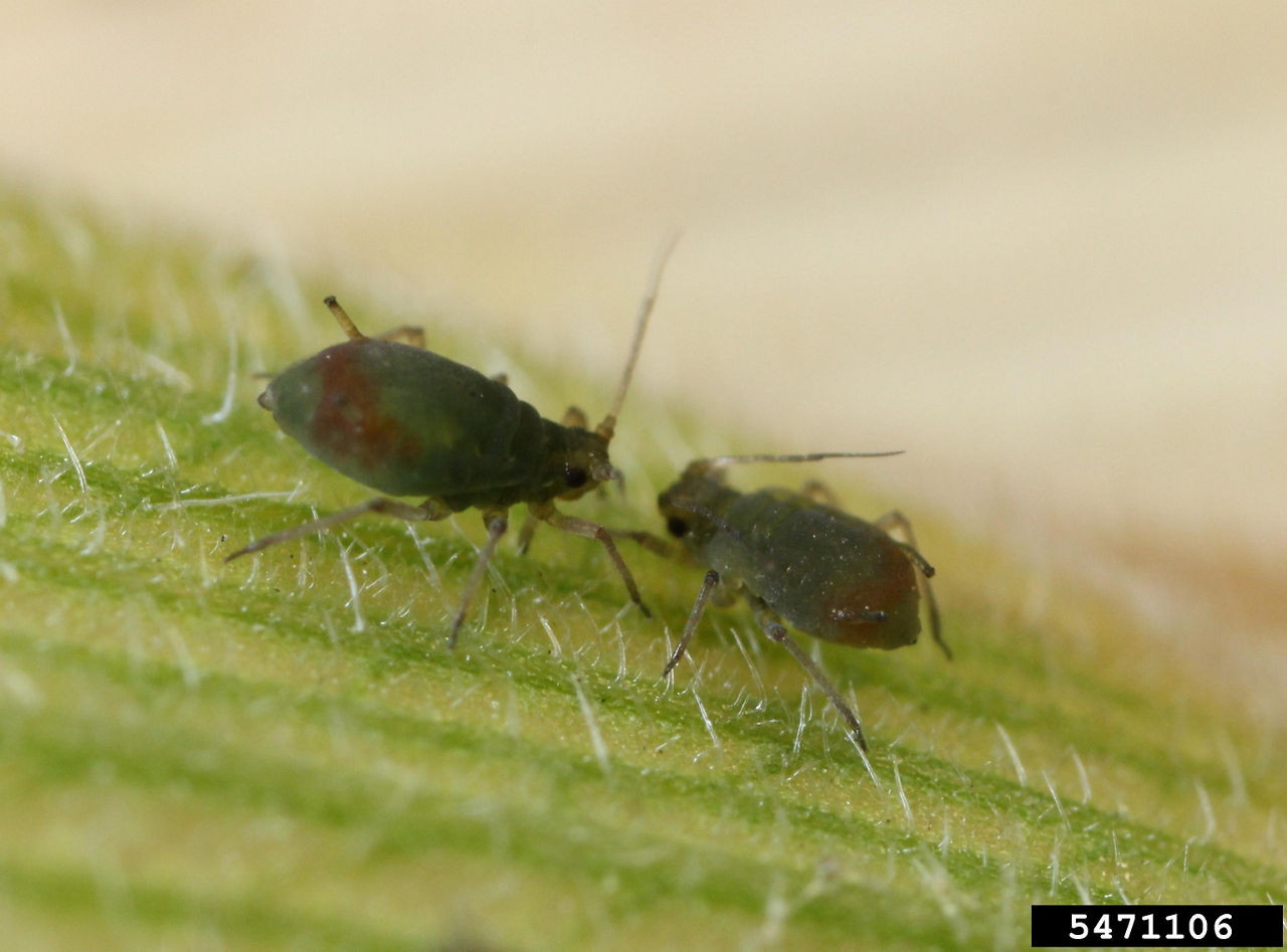 Bird cherry-oat aphid on leaf 