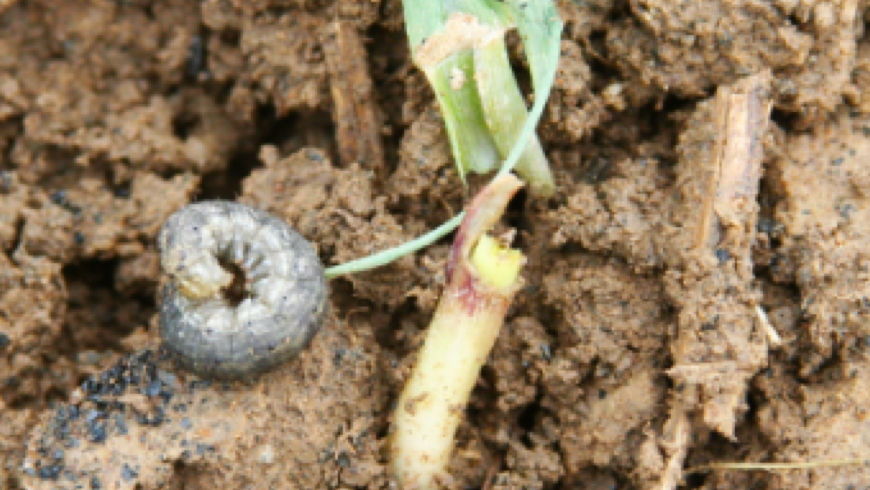 Black Cutworm pest damage in dirt