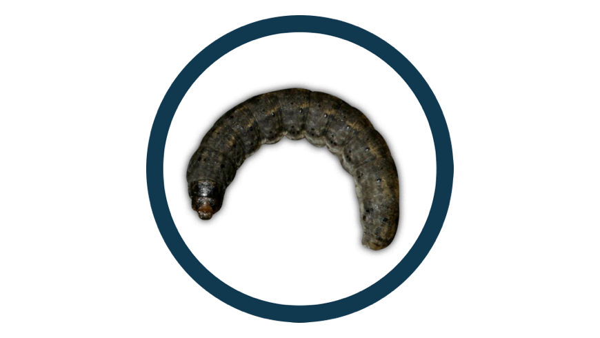 Black cutworm pest in a black circle icon