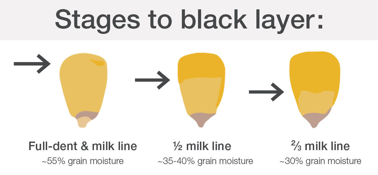 Figure 1. Corn kernel stages to black layer.