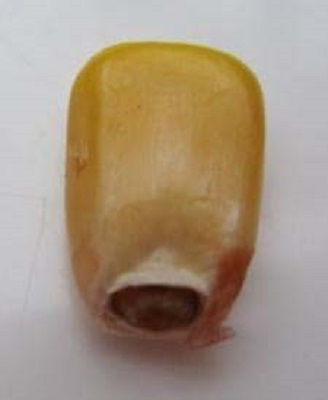 Picture of black layer signalling the end of kernel fill.