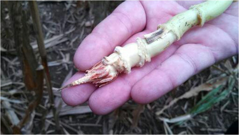 	Blunt ear syndrome images with barren corn ear tips