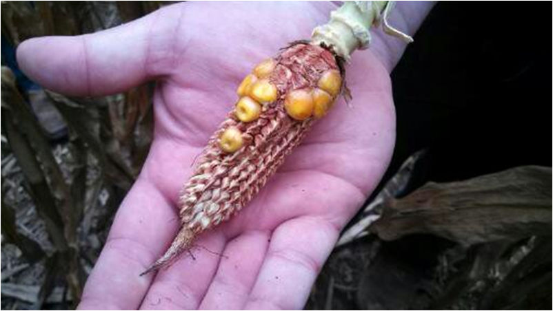 Blunt ear syndrome images with barren corn ear tips