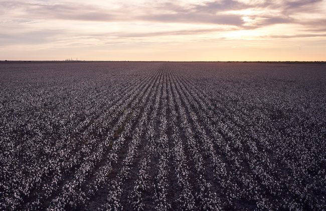 Promo Tools of Broad-Spectrum Weed Control